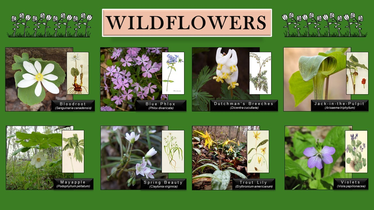 wildflowers.png#asset:901